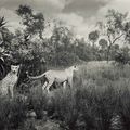 Hiroshi Sugimoto: still life