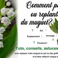 Muguet ... Comment replanter - ou planter - le muguet en pot pour le faire refleurir chaque année? Tuto & astuces