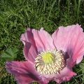 papaver rose