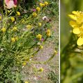 Sisymbre d'Autriche (Brassicacées)