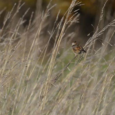 Cisticole des joncs