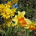 Mes jonquilles ou narcisses