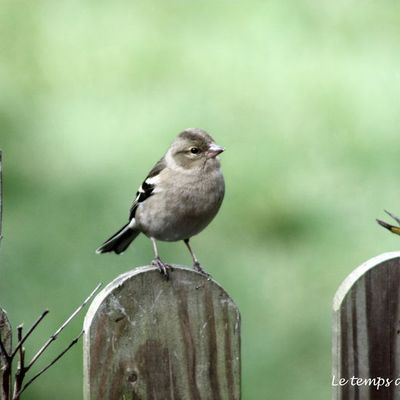 Pinson des arbres (femelle)