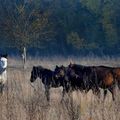 SOS from the horses at Urleasca, Braila: They still need our urgent help