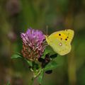 Papillon jaune (souci )