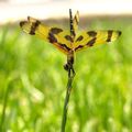 Halloween pennant / Celithemis eponina (Floride)