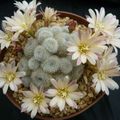 rebutia cv sunrise