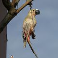 Les OISEAUX du LUNDI 3