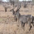 Kruger Park, Afrique du sud...