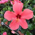 Marché aux fleurs de Fourcès (Gers) - 10/...