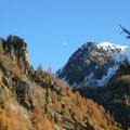 Le chamois de l'automne