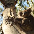 Koalas - Otway national park