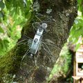 dans le jardin... les insectes se promènent