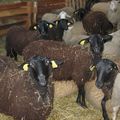 Les moutons dans la bergerie