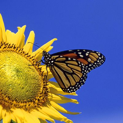 PRES DU SEIGNEUR, JE N'AI PAS PEUR !