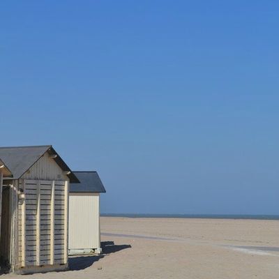 Mes tulipes ont froid aux oreilles.