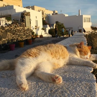 Paisible chat