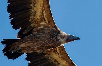 Vautour (version 2 )