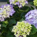 LE BOUQUET DU VENDREDI...