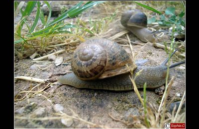 La Balade des Escargots