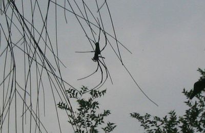 Spider et aventure dans les bois...