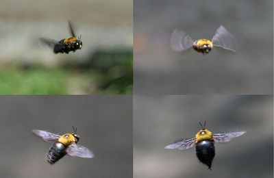 le cerveau de l’abeille travaille à un taux supérieur à l’ordinateur le plus avancé.