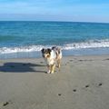rencontre d'un super chien sur une plage 