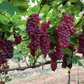 Viticultura : nova uva rosada geneticamente modificada será plantada no semi-árido brasileiro