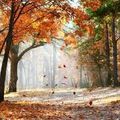 Automne : pourquoi les feuilles tombent-elles des arbres ?