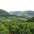 LE VIGNOBLE