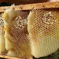 Permaforêt : Apiculture naturelle