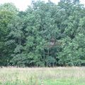 Weekend dans une cabane dans un arbre...