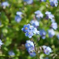 Jolies fleurs bleues