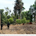 Déforestation en Amazonie