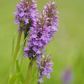 ORCHIS NEGLIGE
