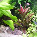 Une plante d'aquarium "rouge"...l'alternanthera reineckii et aussi un echinodorus de toute beauté.