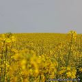 Vagues de jaune dans le Gers, le colza est de retour !