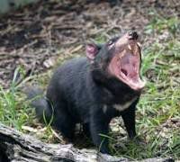 The tasmanian devil