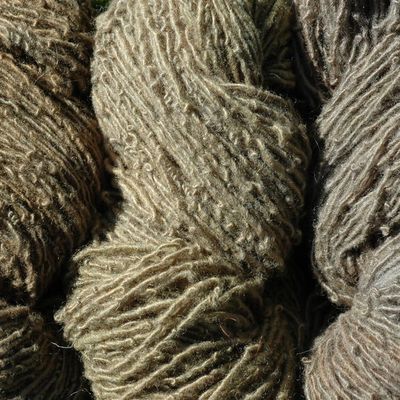 Baies de Sureau (fermentées)