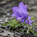 Campanula alpestris