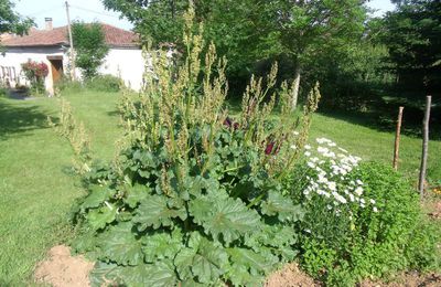 Confiture de Rhubarbe 