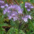 Quelques plantes mellifères dans mon jardin...