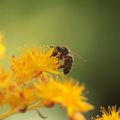 Carpentras jardin (2)