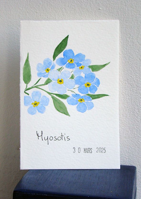11 Myosotis