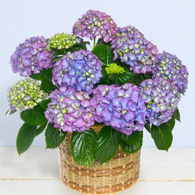 Il giardino di Lorna Bateman – 17° puntata