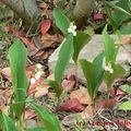 Quelques brins de muguet de mon jardin...