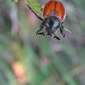 Sous le grand Chapiteau... Les scarabés acrobates ( Anisoplia)