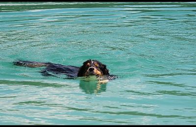 Baignade aux Brotteaux