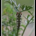 La photo du mois d'octobre 2019 dans mon jardin