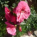 Fleurs d'Hibiscus géantes à Honfleurs